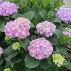 �y�܂��Ȃ����ߐ؂�z �\��̔� �A�W�T�C �����X�g�[���[ 9cm�|�b�g �o�^�i�� �n�C�h�����W�A �c �ԕc �c�� �������� ���z�� gke 3�����{