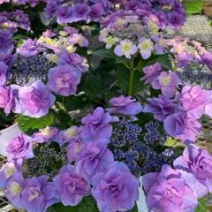 AWTC ō̔ӎ` 9cm|bg o^i nChWA c ԕc c  z gke