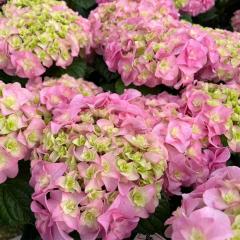 �\��̔� �A�W�T�C ���� 9cm�|�b�g �o�^�i�� �n�C�h�����W�A �c �ԕc �c�� �������� ���z�� gke 3�����{�ȍ~����