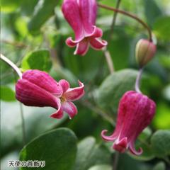 �N���}�`�X �c �V�g�̎���� ���B�I���i�n �o�^�i�� ���{����̃N���}�`�X 3���|�b�g sugi