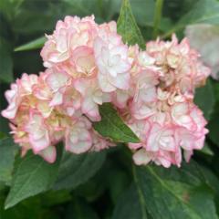 AWTC N̖ 7.5cm|bg  KAMOZNV nChWA c ԕc c  z stm