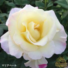 \̔ oc oc }Ax[ KN ΂  [YȂ c F rnso 2{ȍ~