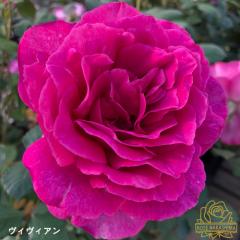 \̔ oc oc BBA KN ΂  [YȂ c sN rnso 2{ȍ~