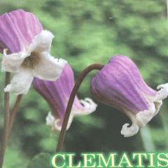 �\��̔� �N���}�`�X �c �X�g���x���[�L�b�X ���B�I���i�n ���{����̃N���}�`�X 3���|�b�g �o�^�i�� sugi 3����{�ȍ~����