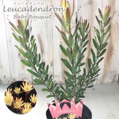 �\��̔� �����[�J�f���h���� �x�r�[�u�[�P 13.5cm�|�b�g Baby bouquet �I�[�W�[�v�����c �c�� �Ԗ� ygc 5�����{�ȍ~����