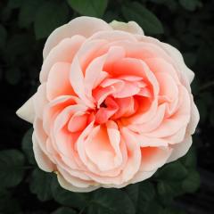 \̔ oc oc  AtfB[e lG炫 KN ΂ sN troe 12{ȍ~