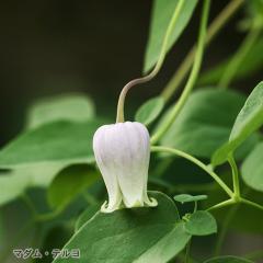 �N���}�`�X �c �}�_���e���� ���B�I���i�n ���{����̃N���}�`�X 3���|�b�g sugi