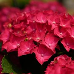 AWTC fB[vbh 10.5cm|bg nChWA c ԕc c  z szi