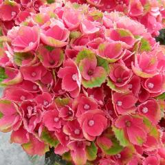 �\��̔� �A�W�T�C �}�W�J�����b�h�A���W�X�g 10.5cm�|�b�g �n�C�h�����W�A �c �ԕc �c�� �������� ���z�� szi 3�����{�ȍ~����