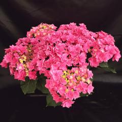 �A�W�T�C �t�F�U�[�s���N 10.5cm�|�b�g �n�C�h�����W�A �c �ԕc �c�� �������� ���z�� szi