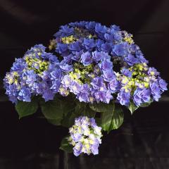 �A�W�T�C �t�F�U�[�u���[ 10.5cm�|�b�g �n�C�h�����W�A �c �ԕc �c�� �������� ���z�� szi