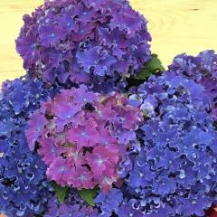 �A�W�T�C �J�[���[�X�p�[�N���u���[ 10.5cm�|�b�g �n�C�h�����W�A �c �ԕc �c�� �������� ���z�� szi