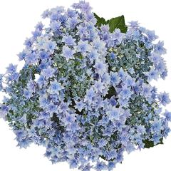 �A�W�T�C �t�����A 10.5cm�|�b�g �n�C�h�����W�A �c �ԕc �c�� �������� ���z�� szi