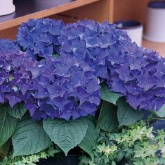 �\��̔� �A�W�T�C �f�B�[�v�p�[�v�� 10.5cm�|�b�g �n�C�h�����W�A �c �ԕc �c�� �������� ���z�� szi 3�����{�ȍ~����