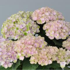 �A�W�T�C �}�W�J�����{�����[�V�����s���N 10.5cm�|�b�g �n�C�h�����W�A �c �ԕc �c�� �������� ���z�� szi