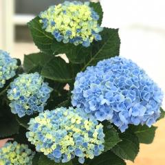 �A�W�T�C �}�W�J�����{�����[�V�����u���[ 10.5cm�|�b�g �n�C�h�����W�A �c �ԕc �c�� �������� ���z�� szi