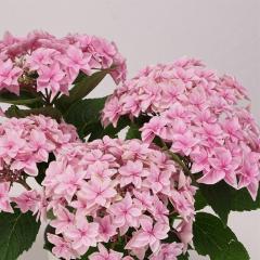 �A�W�T�C �_�u���^�b�`�G�_���s���N 10.5cm�|�b�g �n�C�h�����W�A �c �ԕc �c�� �������� ���z�� szi