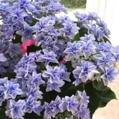 AWTC |[WBu[Pu[ 10.5cm|bg Ɖ| nChWA c ԕc c  z szi