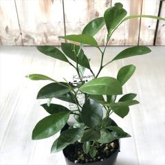�J���}���V�[ 9cm�|�b�g �l�G�� �c�� ���k �ʎ��c