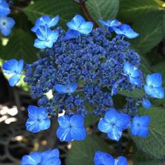 �R�A�W�T�C �����̗��ꐯ 9cm�|�b�g ���}�A�W�T�C �c �ԕc �c�� �R�������� �R���z�� fea