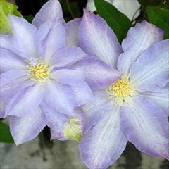 �N���}�`�X �c ���r�� �p�e���X�n ���炫��֌n �y��t���O���[���I���W�i���i�� 2�N���c 4.5���� oik