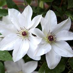 �N���}�`�X �c ���R �p�e���X�n ���炫��֌n �y��t���O���[���I���W�i���i�� 2�N���c 4.5���� oik