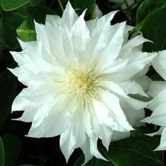 �N���}�`�X �c �A�[�N�e�B�b�N�N�C�[�� �p�e���X���d�n ���炫��֌n 2�N���c 4.5���� oik