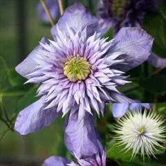 �N���}�`�X �c �G���p�C�A�u���[ �p�e���X���d�n ���炫��֌n �y��t���O���[���I���W�i���i�� 2�N���c 4.5���� oik