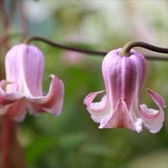 �N���}�`�X �c �^�C�j�[�|�b�v �e�L�Z���V�X �r�I���i�n �y��t���O���[���I���W�i���i�� 2�N���c 4.5���� oik