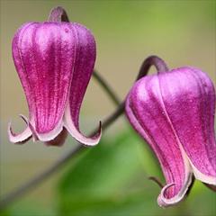 �N���}�`�X �c �o�b�N�����h�r���[�e�B�[ �e�L�Z���V�X �r�I���i�n 2�N���c 4.5���� oik