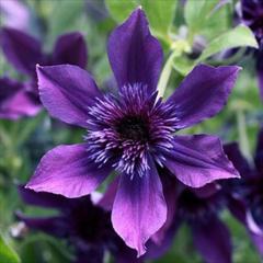 �N���}�`�X �c �A�t���{�[�C �C���e�O���t�H���A�n �y��t���O���[���I���W�i���i�� �o�^�i�� 2�N���c 4.5���� �������� oik