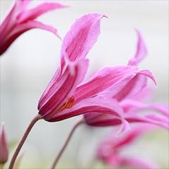 �N���}�`�X �c �g�[�`���C�g �C���e�O���t�H���A�n �y��t���O���[���I���W�i���i�� �o�^�i�� 2�N���c 4.5���� oik