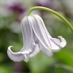 �N���}�`�X �c ��� �C���e�O���t�H���A�n �ؗ��� �y��t���O���[���I���W�i���i�� 2�N���c 4.5���� oik