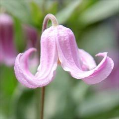 �N���}�`�X �c ���� �C���e�O���t�H���A�n �ؗ��� �y��t���O���[���I���W�i���i�� 2�N���c 4.5���� oik