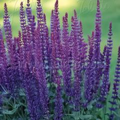 TrA c l[T oCIbgNC[ 9cm|bg N K[fjO ԕc hc atm