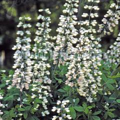 oveBVA c yf 9cm|bg N K[fjO ԕc hc atm