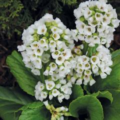 xQjA c Xm[^C 9cm|bg N K[fjO ԕc hc atm