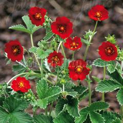 |eeB c XJ[bgX^[bg 9cm|bg N K[fjO ԕc hc atm