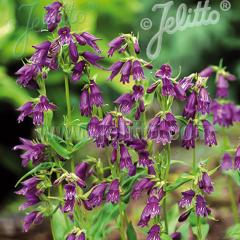 yXe c EBbvvAkX 9cm|bg N K[fjO ԕc hc atm