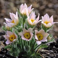 mILiOT c p[x 9cm|bg N K[fjO ԕc hc atm