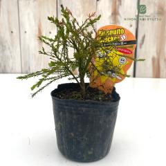 ���v�g�X�y���}�� ���X�L�[�g�u���b�J�[ 9cm�|�b�g ������ �e�B�[�c���[ �n�[�u�c Herb �I�[�W�[�v�����c �c�� �Ԗ�