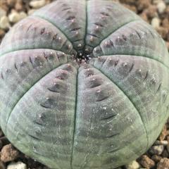 �����A�� ca���[�t�H���r�A �I�x�T 9cm�|�b�g �����A�� ���[�t�H���r�A �R�[�f�b�N�X