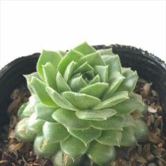 �����A�� sf�Z���y���r�E�� �z�C�b�g�j�[  7.5cm�|�b�g �Z���y���r�u��