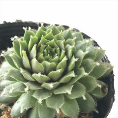 �����A�� sf�Z���y���r�E�� ��g����  7.5cm�|�b�g �Z���y���r�u��