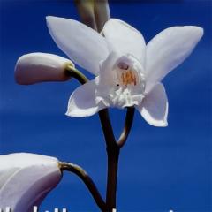 V c  PԃV c 9cm|bg N K[fjO ԕc hc hos