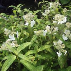 �R�A�W�T�C �V��Ò��`���t 9cm�|�b�g ������ �c �ԕc �c�� �R�������� ���}�A�W�T�C �R���z�� fea