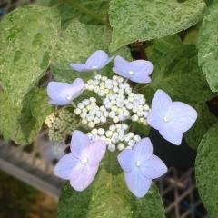 �R�A�W�T�C ��d�R  9cm�|�b�g ������ �c �ԕc �c�� �R�������� ���}�A�W�T�C �R���z�� fea