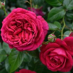 �\��̔� �o�� �c �o�� �V�c �f���o�[�� ���p�u���b�N�h�D�����}���g�� �o�^�i�� �l�G�炫 �K�N �΂� �������� �� has 4�����{�ȍ~����