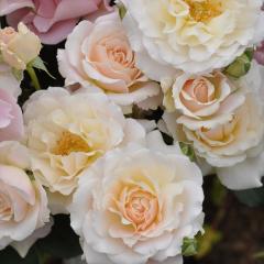 �\��̔� �o�� �c �o�� �V�c �͖{�o���� �V���V�� �o�^�i�� �l�G�炫 �K�N �΂� �������� �s���N�z���C�g has 4�����{�ȍ~����