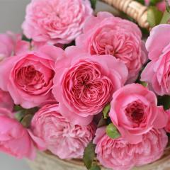 �\��̔� �o�� �c �o�� �V�c �͖{�o���� �t�B���[�� �i��o�^�o�蒆 �l�G�炫 �K�N �΂� �������� �s���N has 5�����{�ȍ~����